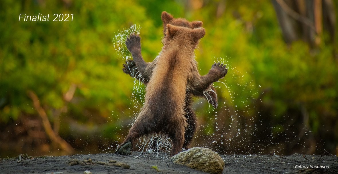 O fotógrafo Andy Parkinson registrou o momento em que dois filhotes de urso Kamchatka brincam de luta.Andy Parkinson / Comedy Wildlife Photography Awards 2021