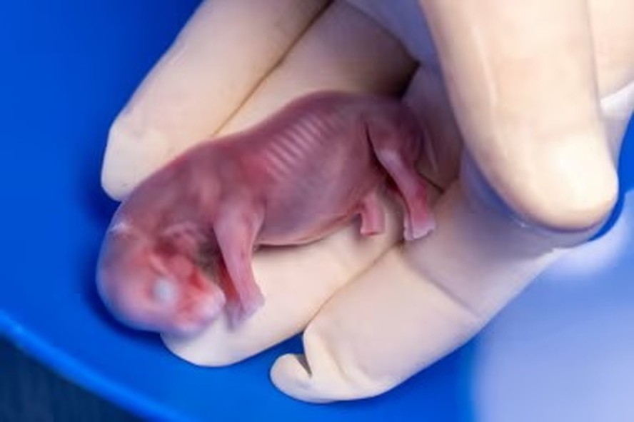 Primeira transferência bem-sucedida de embriões de rinoceronte branco