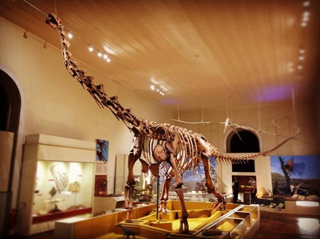 Conheça maior dinossauro que viveu no Brasil: Museu Nacional pede ...