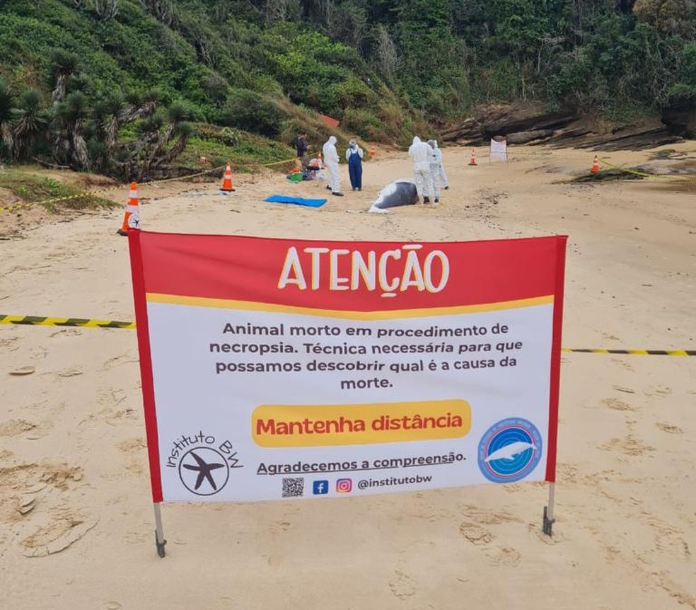 Na Praia do Canto, em Búzios, trabalho de necropsia do filhote de baleia jubarte foi feito na última quarta-feira — Foto: Divulgação / Instituto BW