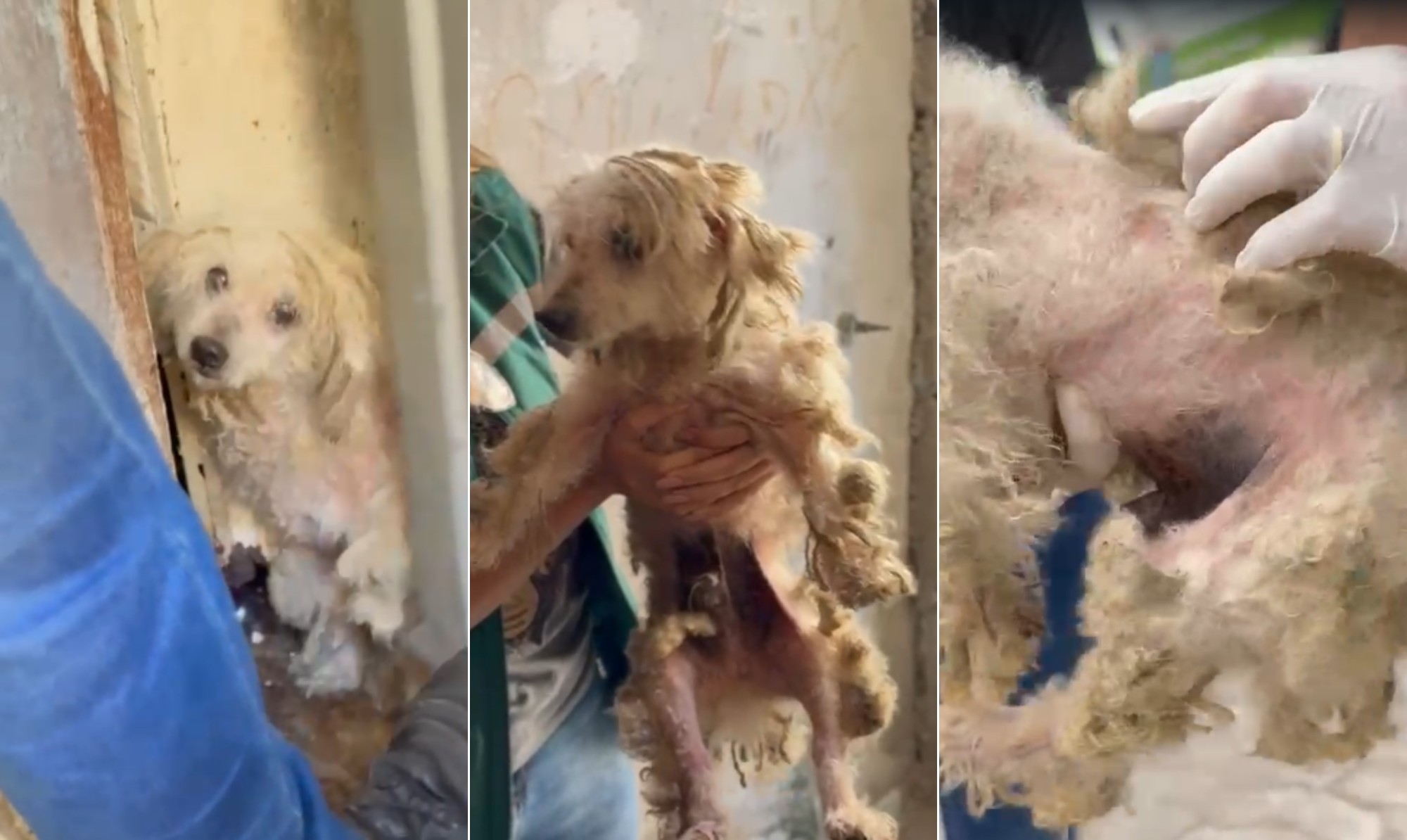 Cão que sofria maus-tratos é resgatado em condições insalubres em imóvel no Espírito Santo