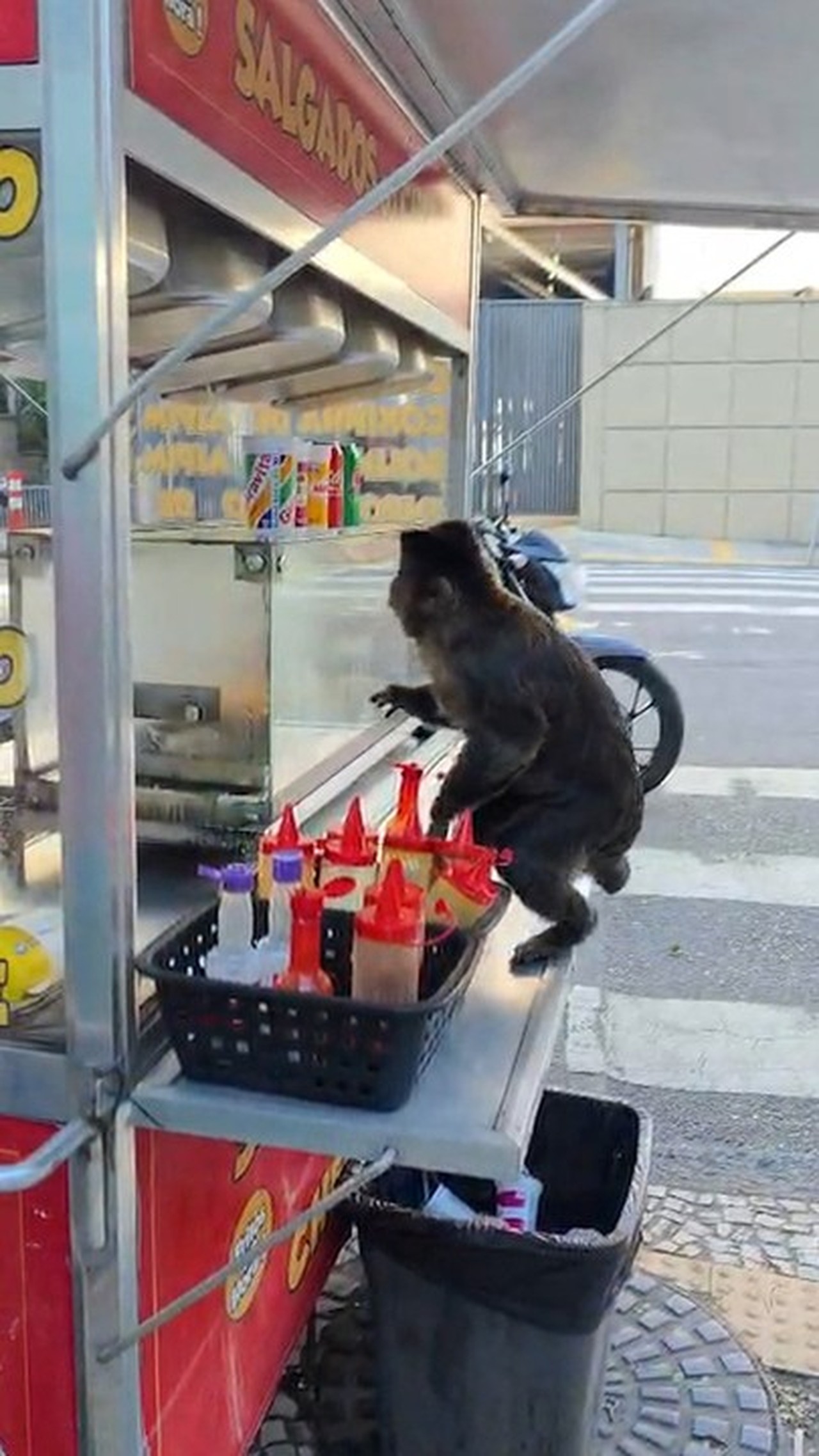 Vídeo: Macaco-prego pula grade do Jardim Botânico, atravessa rua e ...