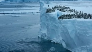 Bebês pinguins saltam de penhasco de 15 metros para nadar pela primeira vez, na Antártica; veja vídeo — Foto: Reprodução/NatGeo