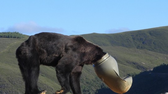 Urso fica com cabeça presa em recipiente de plástico e é libertado; vídeo