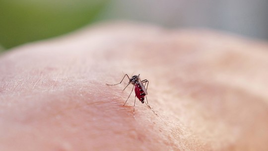 OMS: Brasil lidera casos de dengue no mundo, com 82% do registrado em todo o planeta