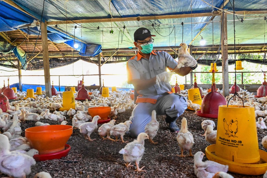 Gripe aviária: é seguro comer ovos e frango? Qual o risco para a população? Especialistas respondem
