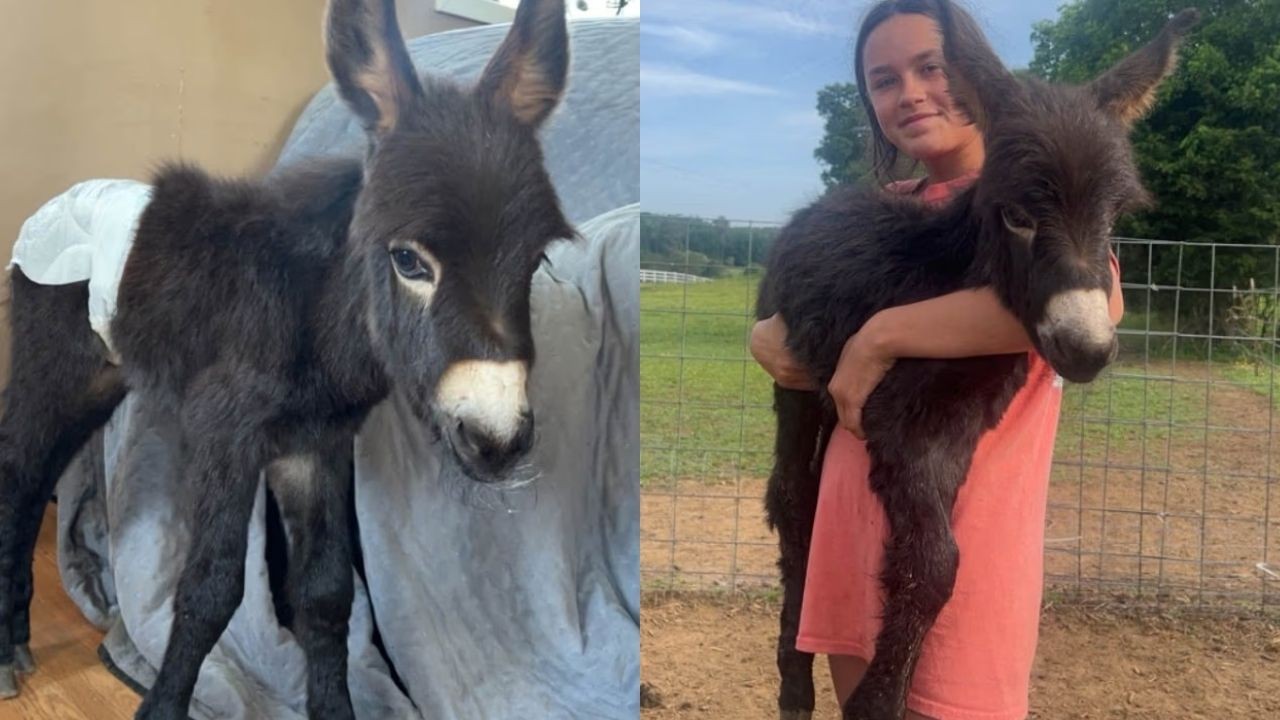 Burrinho bebê é morto a tiros por policial durante busca por criança desaparecida nos EUA - QTU Questões do Universo