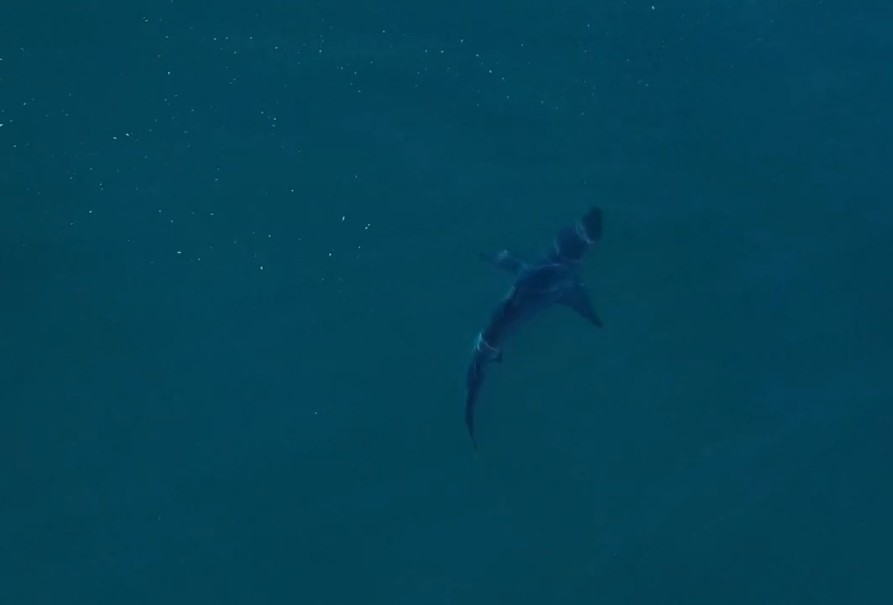 Tubarões retornam à Baía da Ilha Grande para reprodução e ci