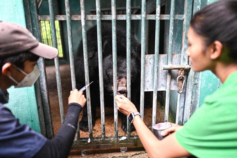 A WFFT está trabalhando com autoridades, a indústria do coco e exportadores para incentivar os agricultores a pararem de usar macacos e mudarem para árvores menores, que são mais fáceis de colher — Foto: Manan Vatsyayana/AFP