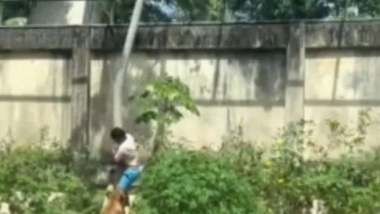 Leoa mata homem que invadiu jaula em zoológico de João Pessoa (PB)