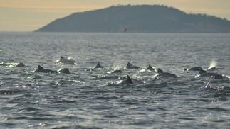 Grupo de golfinhos flagrados nas águas da Baía de Guanabara — Foto: Paulo Oberlander