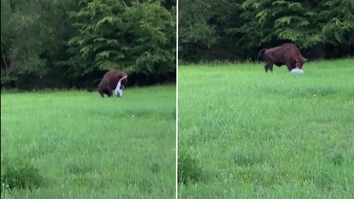 Vídeo mostra turista sendo atacado por bisão após se aproximar demais de animal na Polônia - QTU Questões do Universo