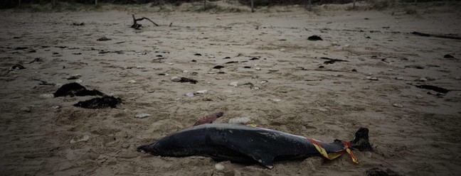 Golfinhos foram encontrados mortos na costa francesa do Oceano Atlântico — Foto: Philippe LOPEZ / AFP