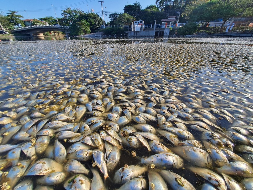 Peixes Piratininga