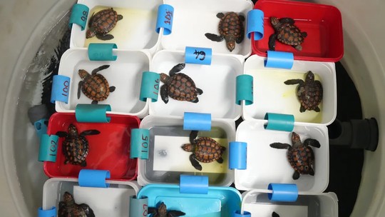 Força-tarefa tenta salvar quase 600 filhotes de tartaruga encalhados na África do Sul após Tempestade; veja fotos
