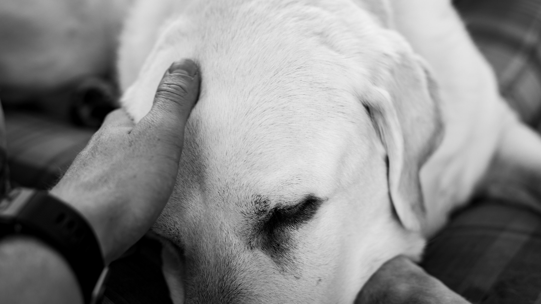 'Era só um cachorro': por que a morte de um pet pode provocar um luto tão intenso - Foto