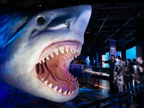 Maior espécie de tubarão já existente, o megalodonte viveu nos mares há 10 milhões de anos — Foto: American Museum of Natural History / Divulgação