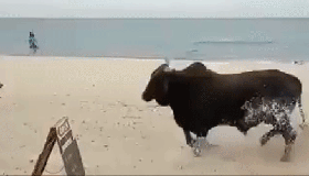 Animal ataca turistas e cachorros em praia do México; veja vídeo