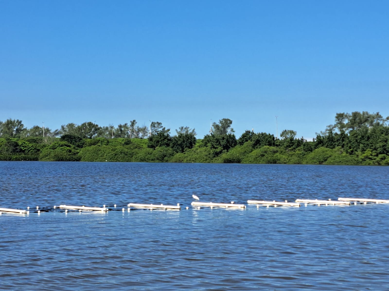 Projeto na Lagoa de Marapendi testa eficiência de alga para despoluição