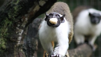 Sauim-de-coleira em Belo Horizonte � Foto: L�via Ansaloni | Divulga��o FPMZB