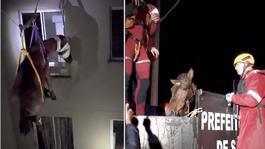 Chuvas no RS: Vídeo mostra momento do resgate de égua que estava há 10 dias em 3º andar de prédio em São Leopoldo