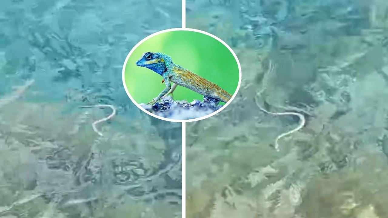 Cobra invasora aprendeu a nadar e acelera risco de extinção de lagarto símbolo de Ibiza, alertam cientistas