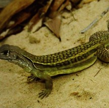 Lagarto Leiolepis ngovantrii foi descoberto no Vietnã, reproduz-se por clonagem sem machos e já era servido em restaurantes locais antes de ser identificado como nova espécie — Foto: Divulgação/Museum Koenig Bonn