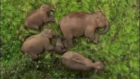 Fofura peso-pesado: Manada de elefantes é gravada por drone enquanto dorme na Índia; veja vídeo