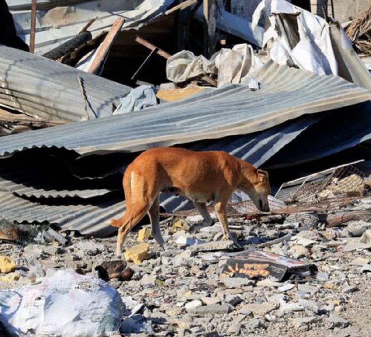 Cidade de Gaza: Em meio à fome, cães comem cadáveres, gatos e atacam moradores, diz TV