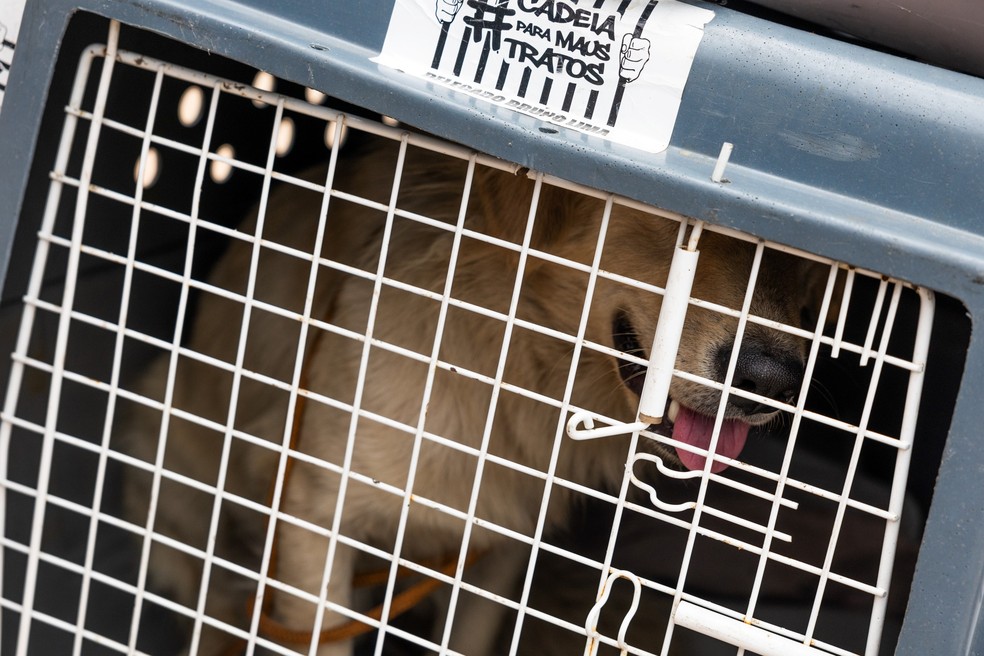 Cachorro resgatado nesta manhã após explosão no Tatuapé, zona leste de São Paulo — Foto: Maria Isabel - O Globo