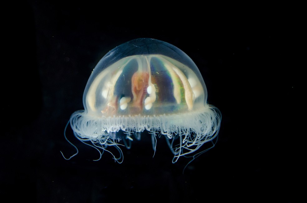Medusa das profundezas — Foto: Imagem cortesia de Caitlin Bailey, GFOE, The Hidden Ocean 2016: Chukchi Borderlands