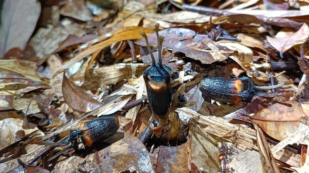 ‘Flor do diabo’: nova espécie negra e sem folhas é descoberta em parque nacional da Tailândia - QTU Questões do Universo