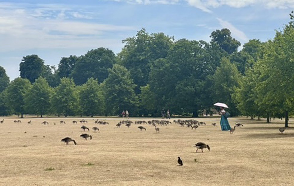 O calor extremo em Londres esturricou o gramado de Kensington Gardens, junto ao Palácio da Diana — Foto: Ruth de Aquino