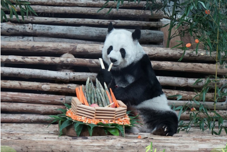 Panda Lin Hui desfruta de um bolo especial feito para seu aniversário, no Zoológico de Chiang Mai em 28 de setembro do ano passado