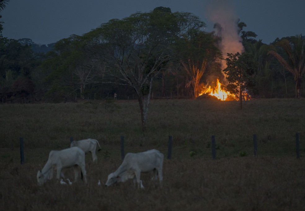 Criação de gado e queimada em Rondônia — Foto: Edilson Dantas