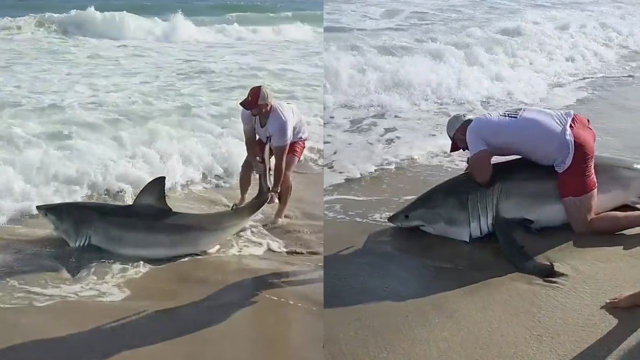 Video shows fisherman catching giant great white shark on U.S. beach; animal was returned to the sea