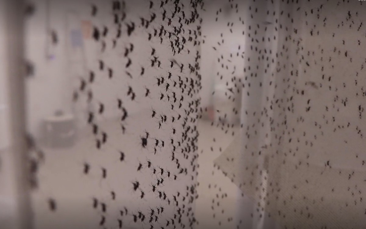 Dengue: fiocruz vai produzir 100 milhões de mosquitos por semana com bactéria que impede a transmissão da doença