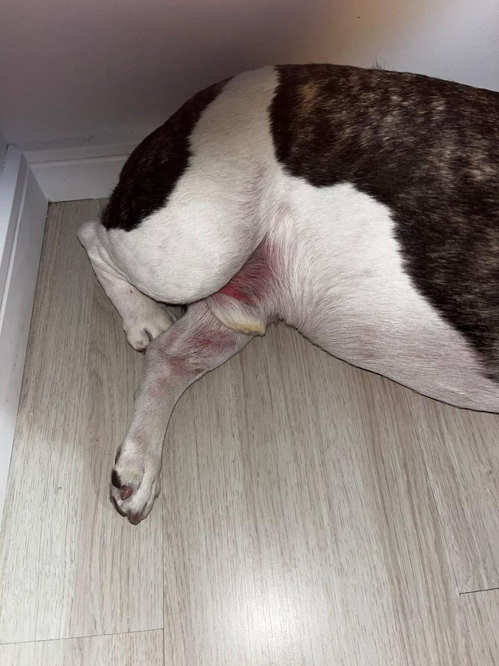 A barriga do buldogue Barthô em carne viva — Foto: Foto dao leitora Thays Tagliari