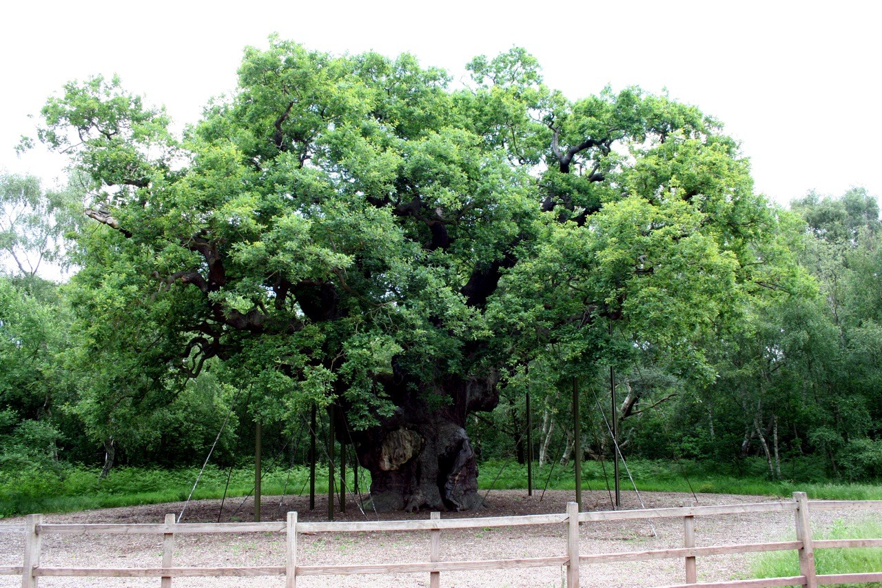 Major Oak: Célebre carvalho de Robin Hood teria morrido aos 1200 anos, diz órgão responsável