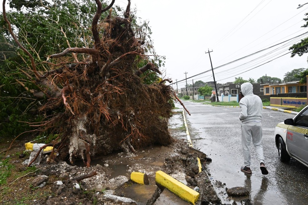 Um homem observa uma árvore caída em St. Catherine, na Jamaica, pouco antes de o furacão Melissa atingir o território em 28 de outubro de 2025 — Foto: AFP