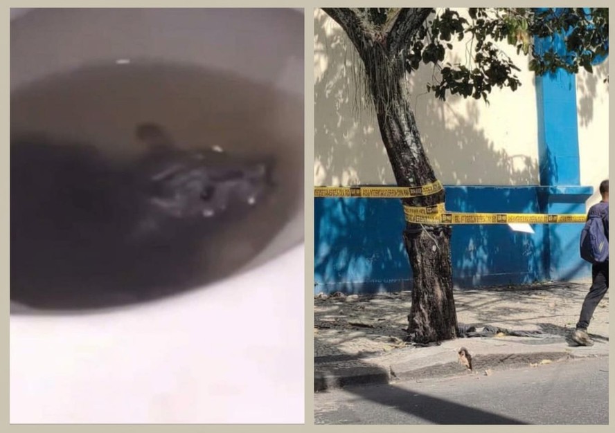 Alunos denunciam infestação de ratos e problemas estruturais em colégio ...