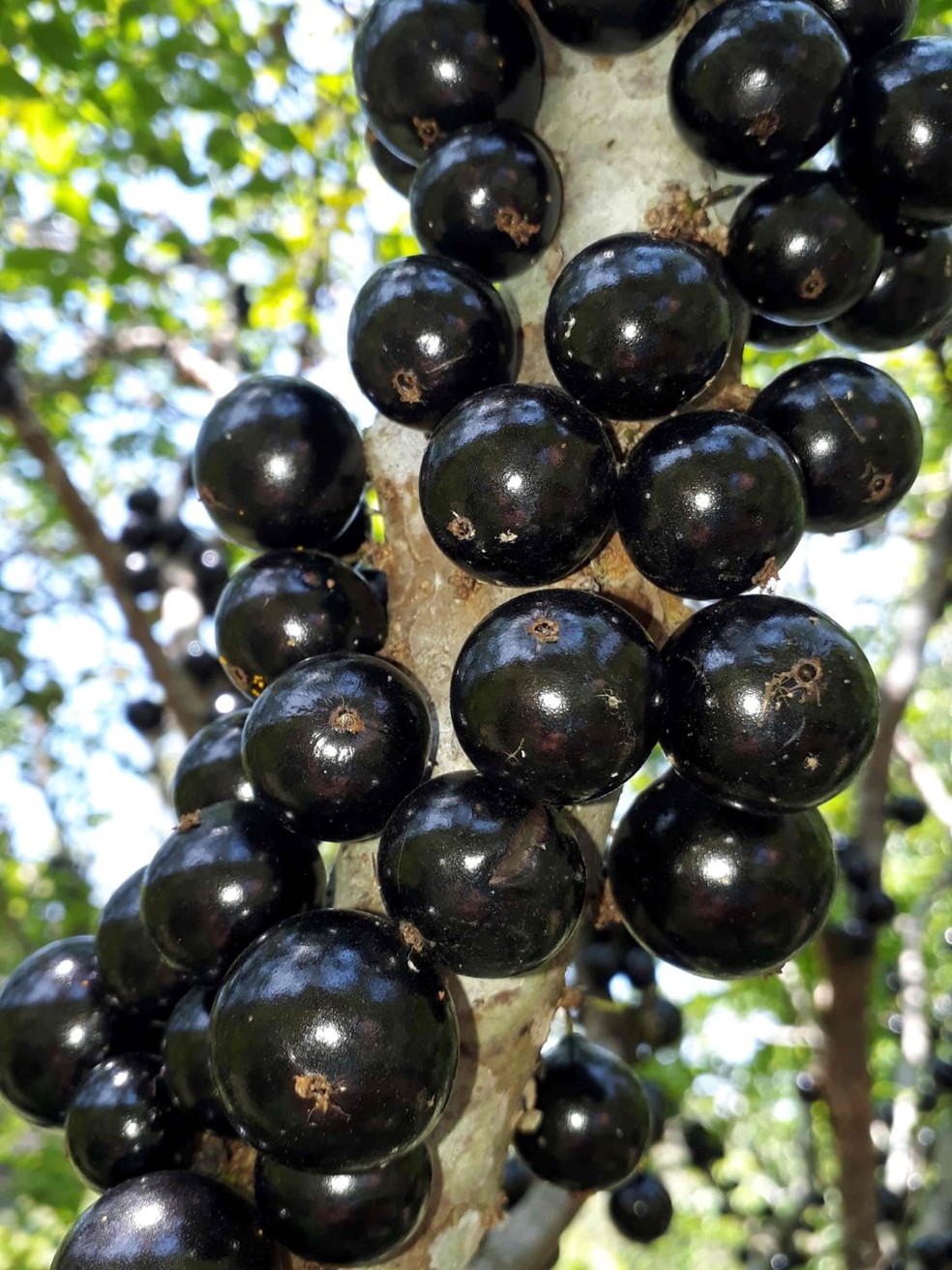 Jabuticaba caipirinha no Jardim Botânico — Foto: Divulgação