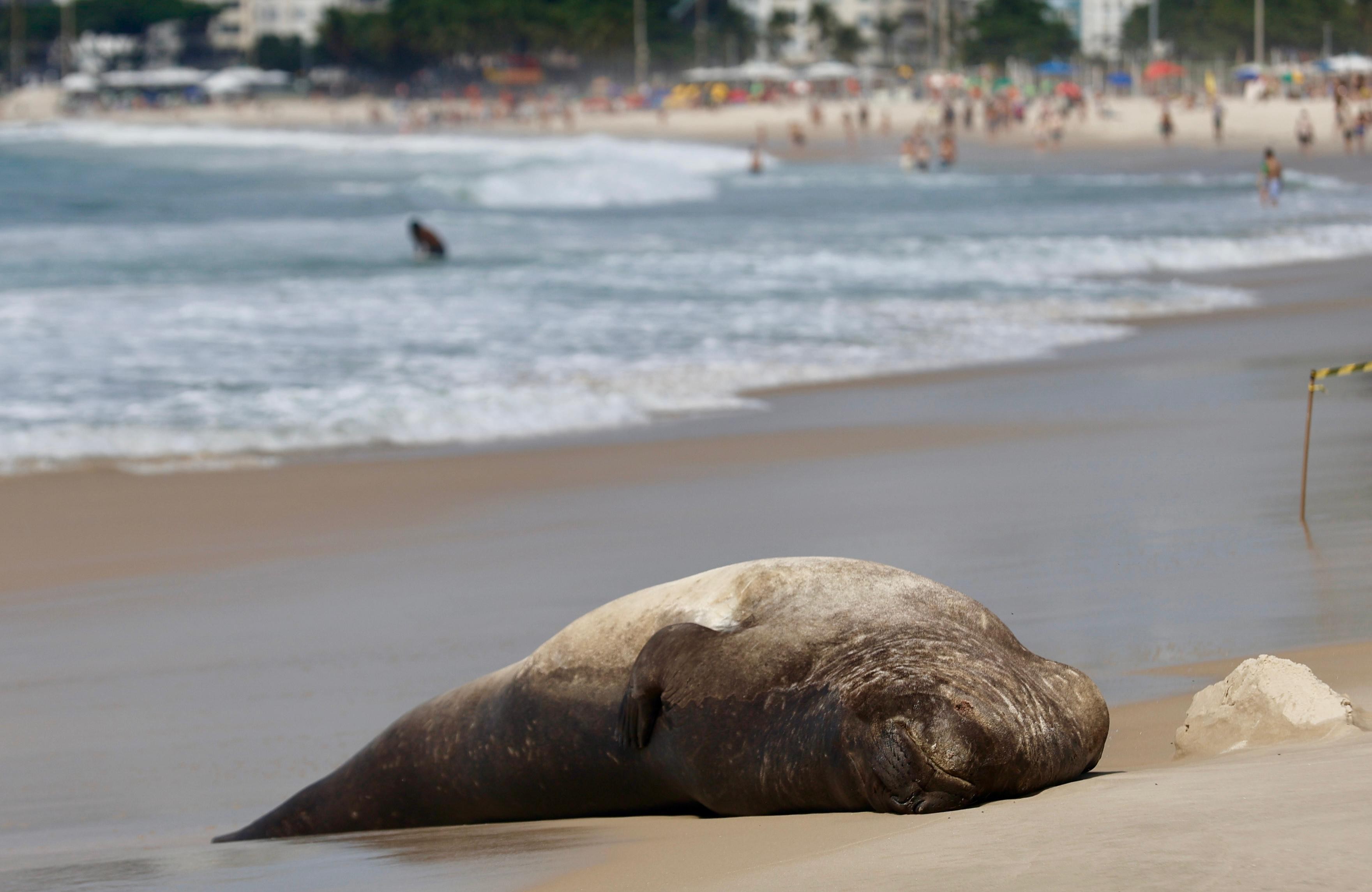 Elefante-marinho, que já passou por Niterói, Recreio e São Conrado, é visto no Posto 3, em Copacabana, tirando soneca na areia