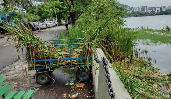 Poda de vegetação na Lagoa opõe biólogo e clube militar tradicional