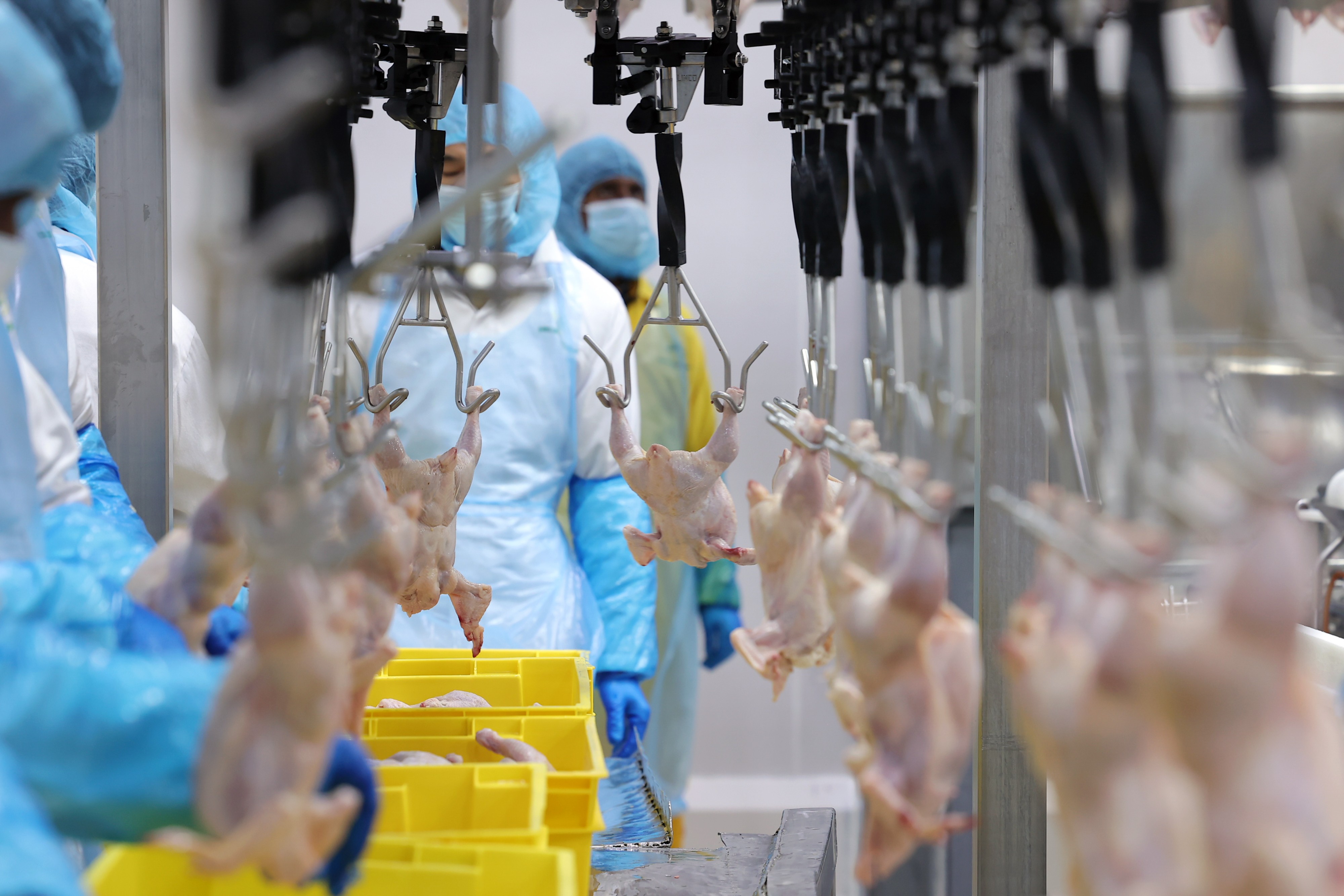 México suspende importação de frango brasileiro devido a doença em aves