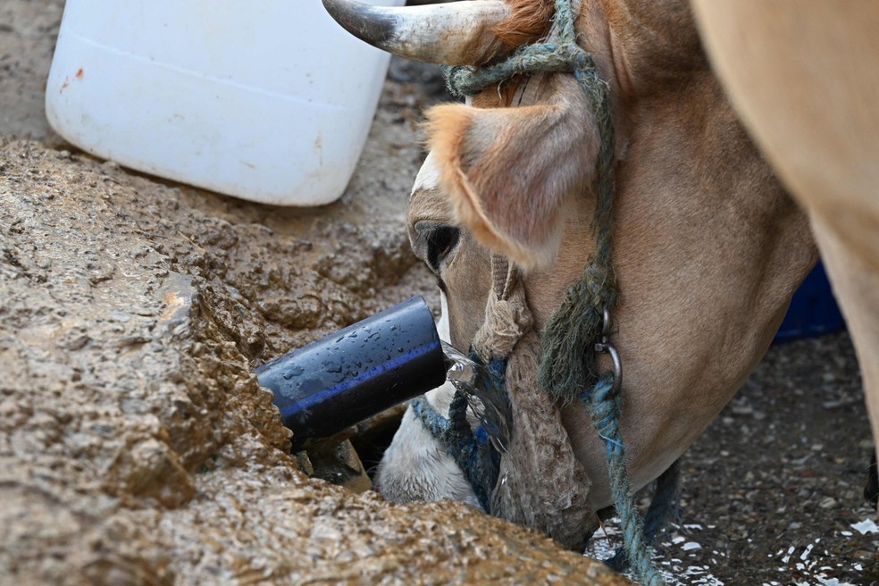 Uma vaca bebe água de uma fonte natural em um dia quente perto de Ghezala, Tunísia, em 21 de julho de 2026 — Foto: FETHI BELAID / AFP