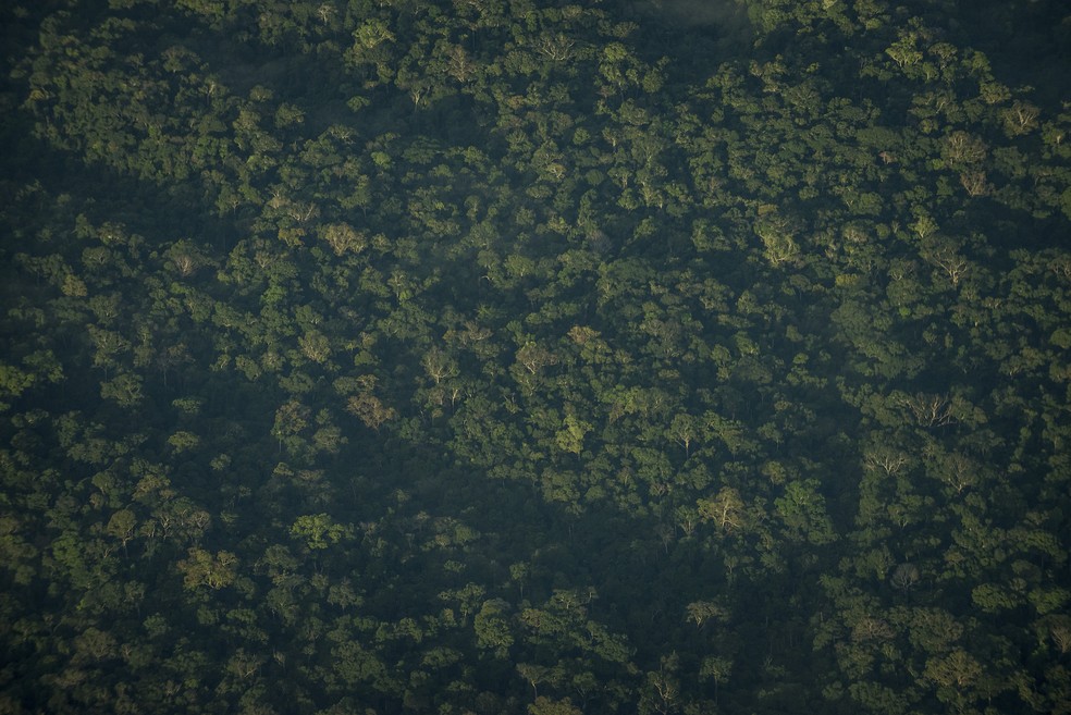Topo das árvores na Amazônia, junto à transpiração das plantas, ajuda a esfriar o planeta, segundo estudo da cientista Deborah Lawrence, da Universidade de Virgínia NYT — Foto:         