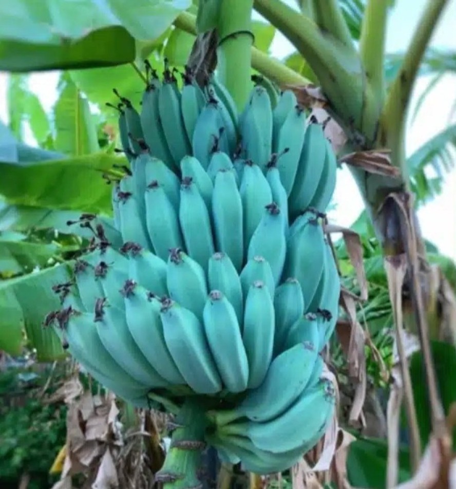 Banana tem cor azulada por camada de cera que envolve a fruta