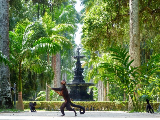 Macacos-prego perto do Chafariz das Musas, no Jardim Botânico