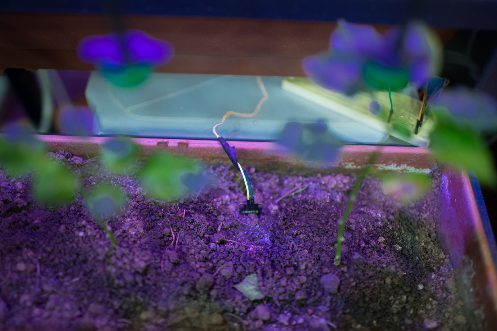 Projeto em teste também no Inatel desenvolve planta que cresce melhor com iluminação artificial e irrigação de alta precisão com sensores de umidade na terra — Foto: Edilson Dantas / Agência O Globo